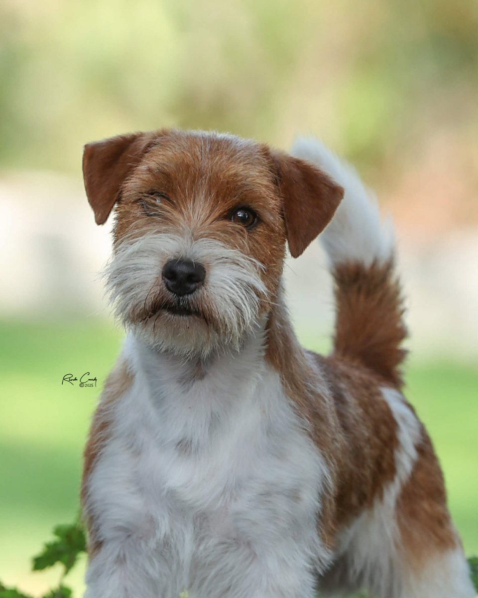 Our Russell Terriers