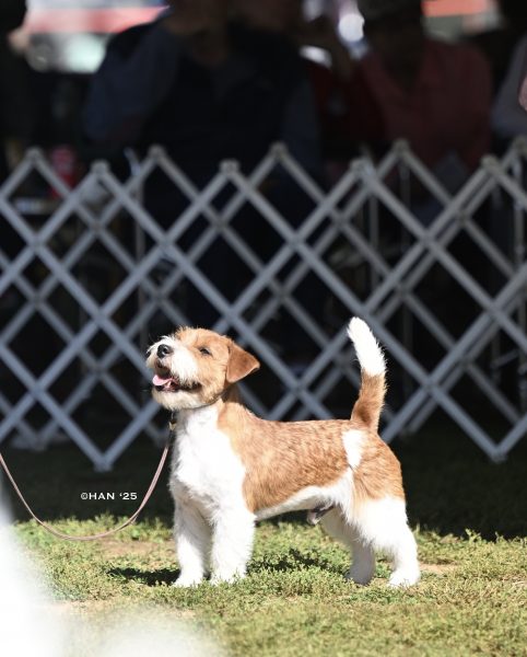 Groot the Russell Terrier